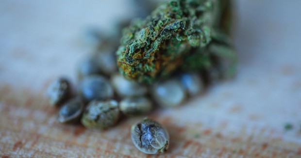 Serait-il légal d'acheter des graines de marijuana ?